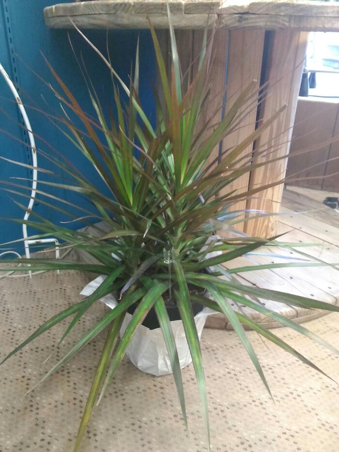 8 inch marginata